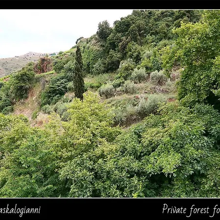 Apartament Daskalogianni *